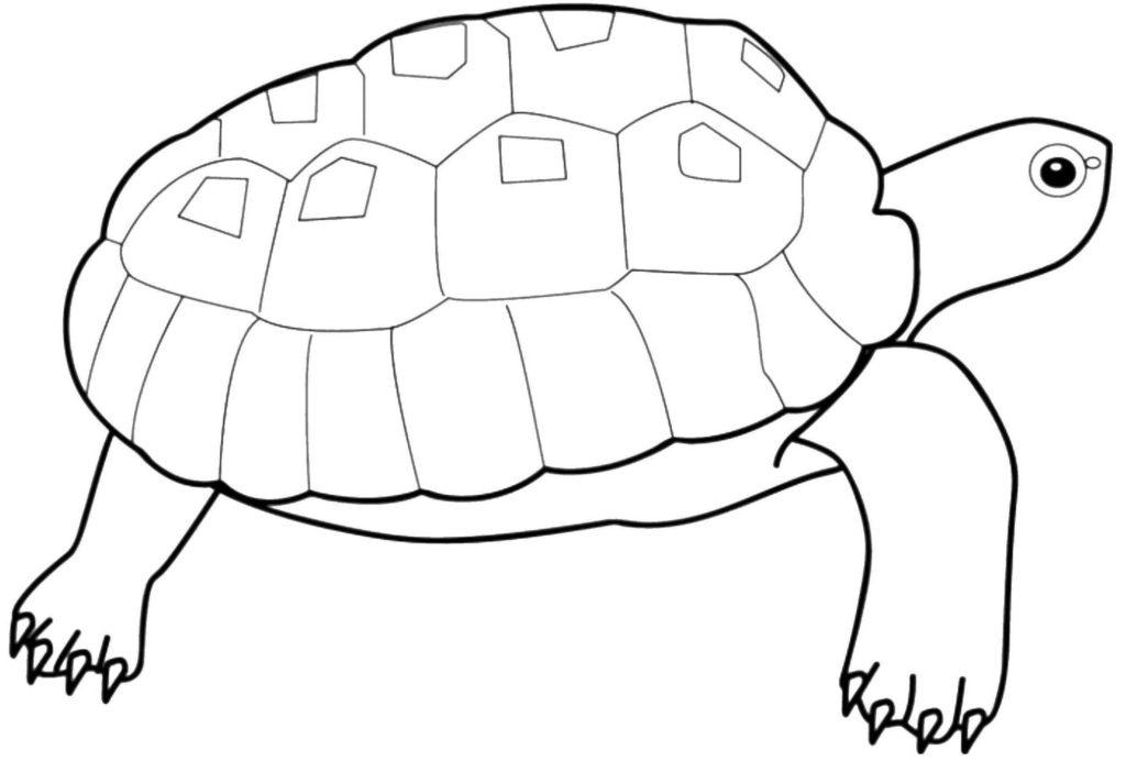 Раскраски Черепаха