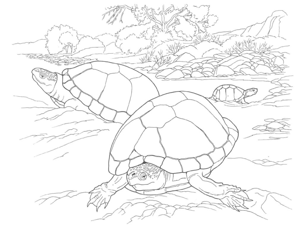 Desenhos de Tartarugas para colorir