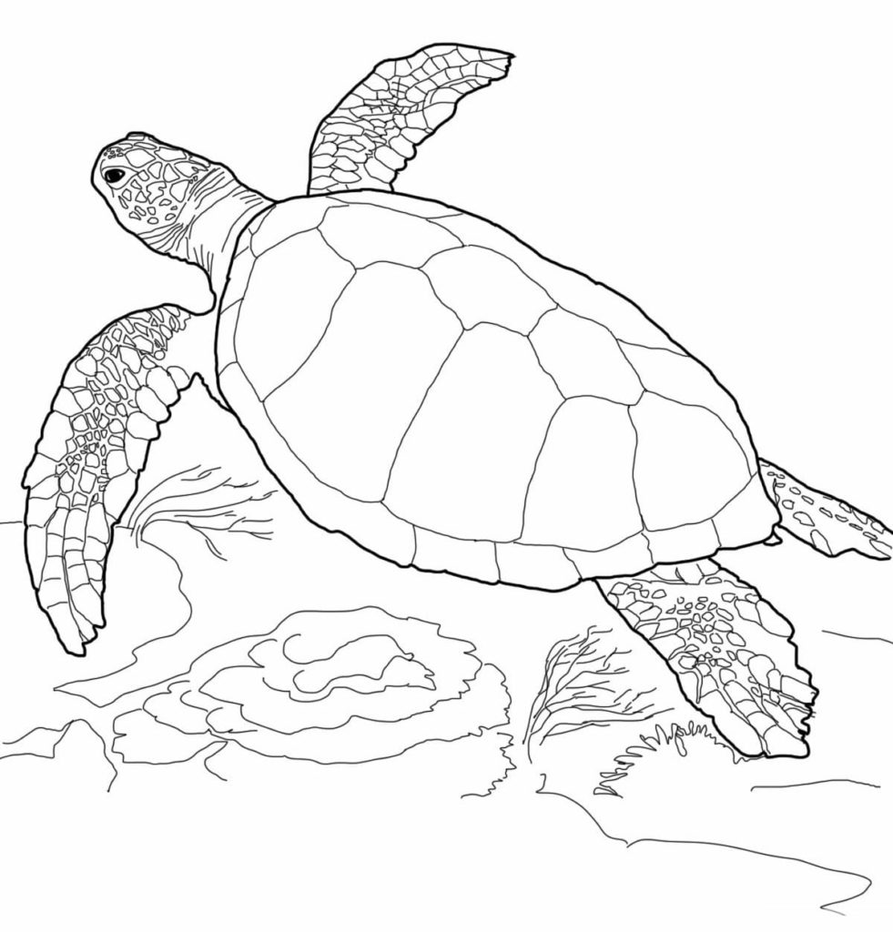 Dibujos de Tortugas para colorear