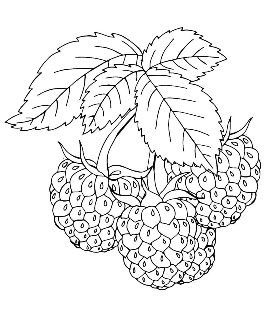 raspberries coloring pages