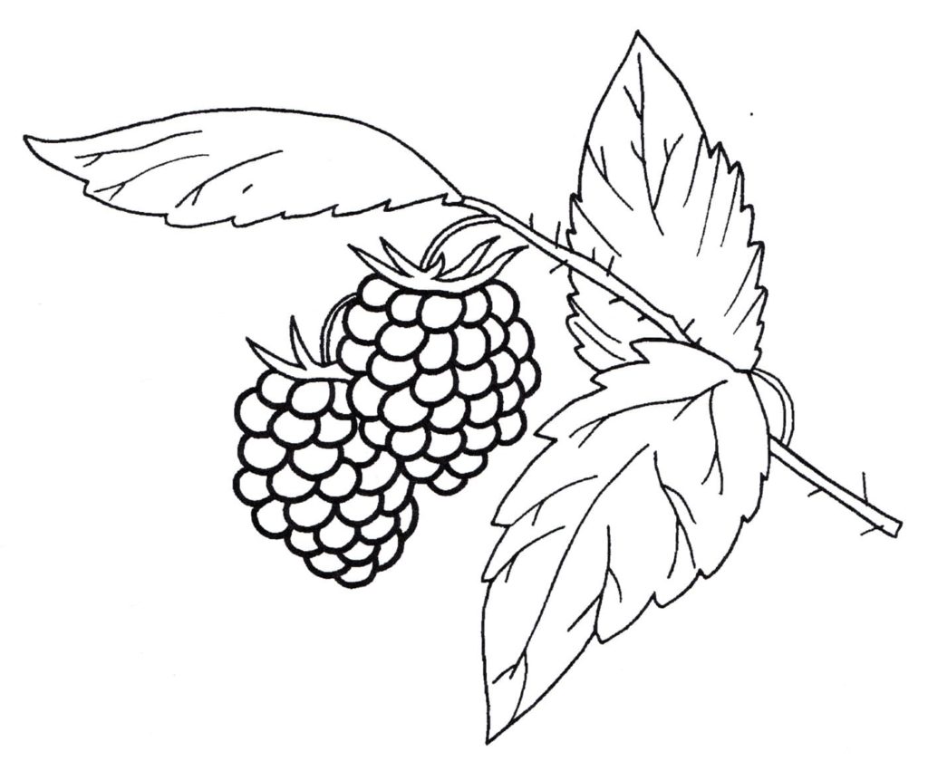 Brombeere