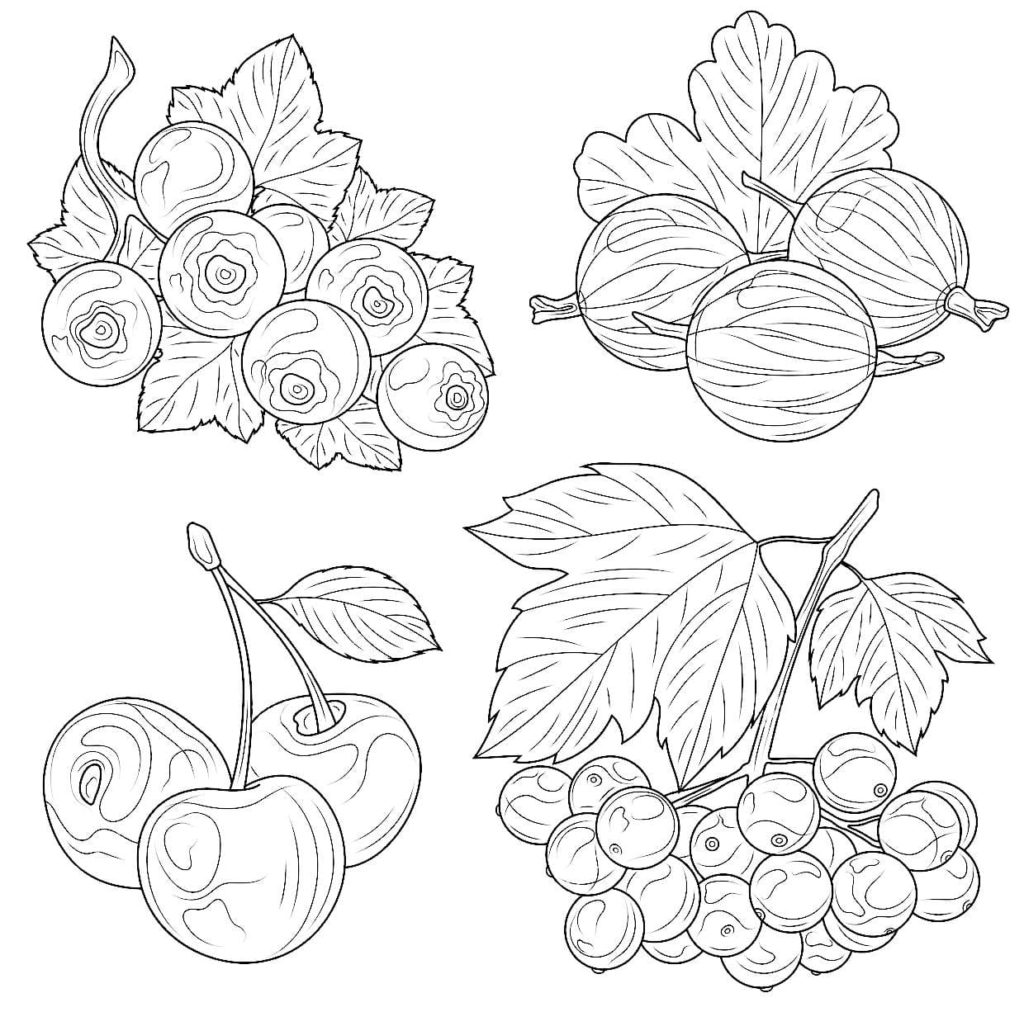 Vier Arten von Beeren