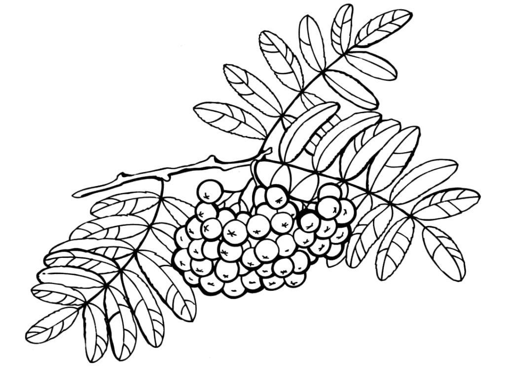 Brindille avec des baies de rowan