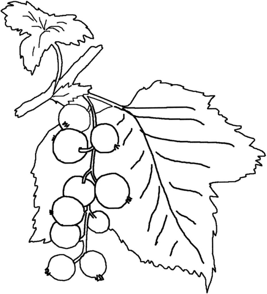 Johannisbeere und Blätter