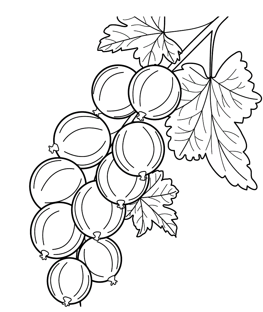 gooseberry on a branch