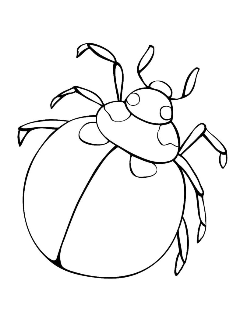 scarabeo rotondo