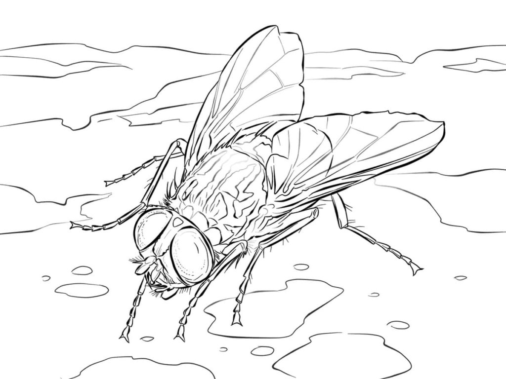 Realistic fly