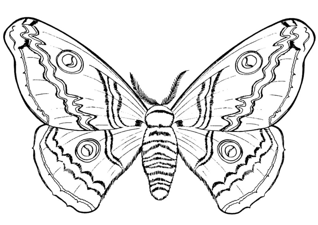 mariposa pavo real