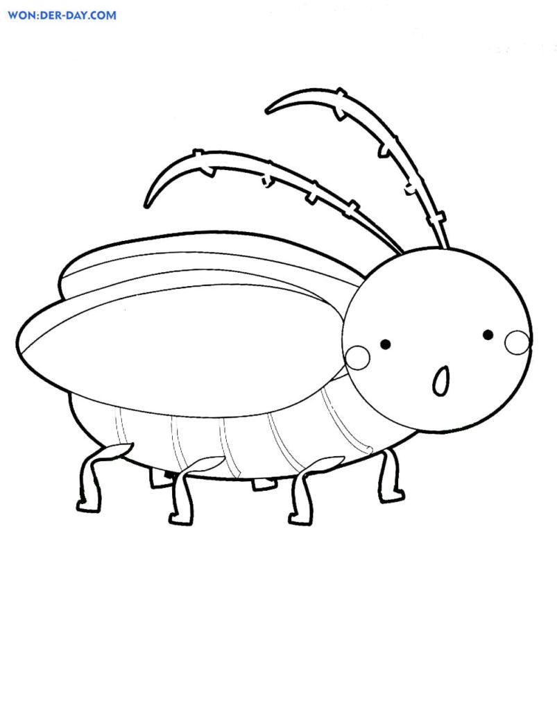 insetto