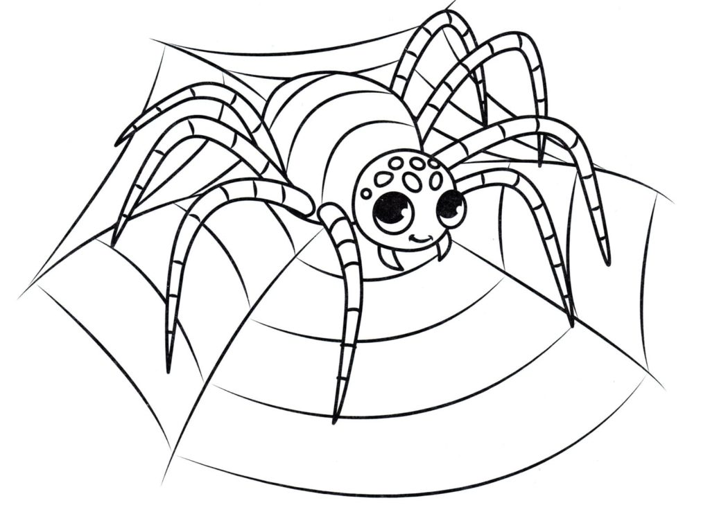 Araña en la web