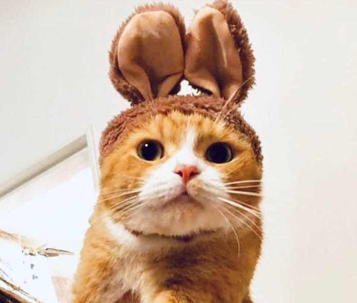 gato con orejas de conejo