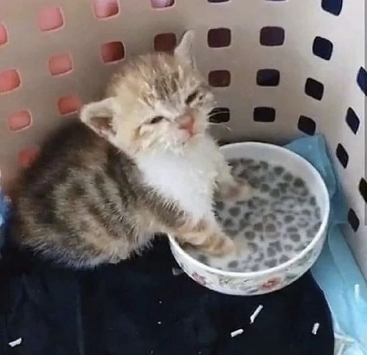 Kitten stained with milk