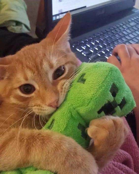 Minecraft cat