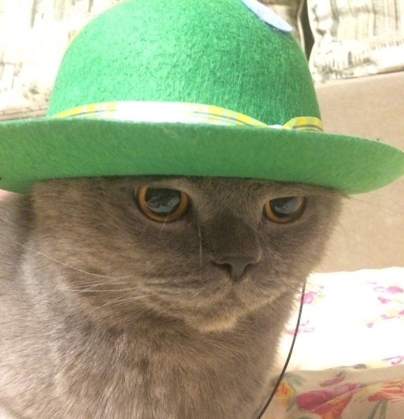 gatto con cappello verde