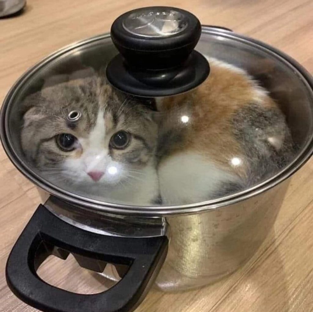 Chat dans un pot