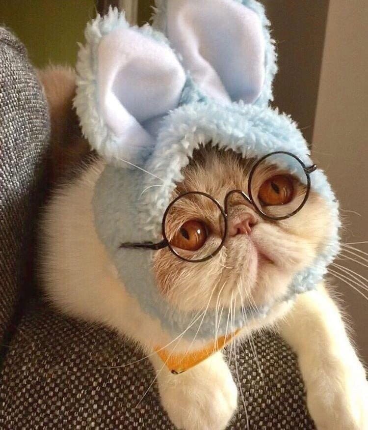 chat au chapeau de lapin