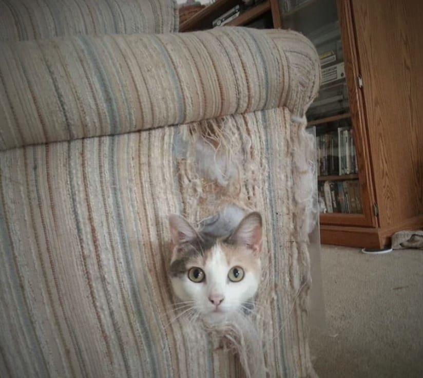 chat sur le canapé