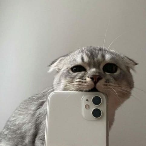 Katze kaut Telefon