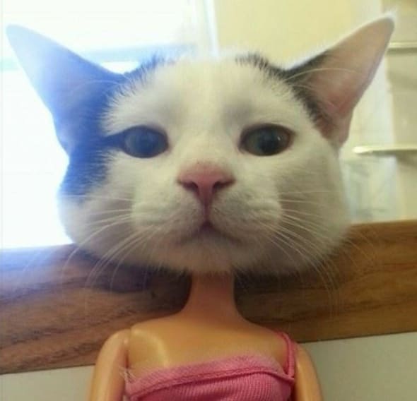 Boneca com cabeça de gato