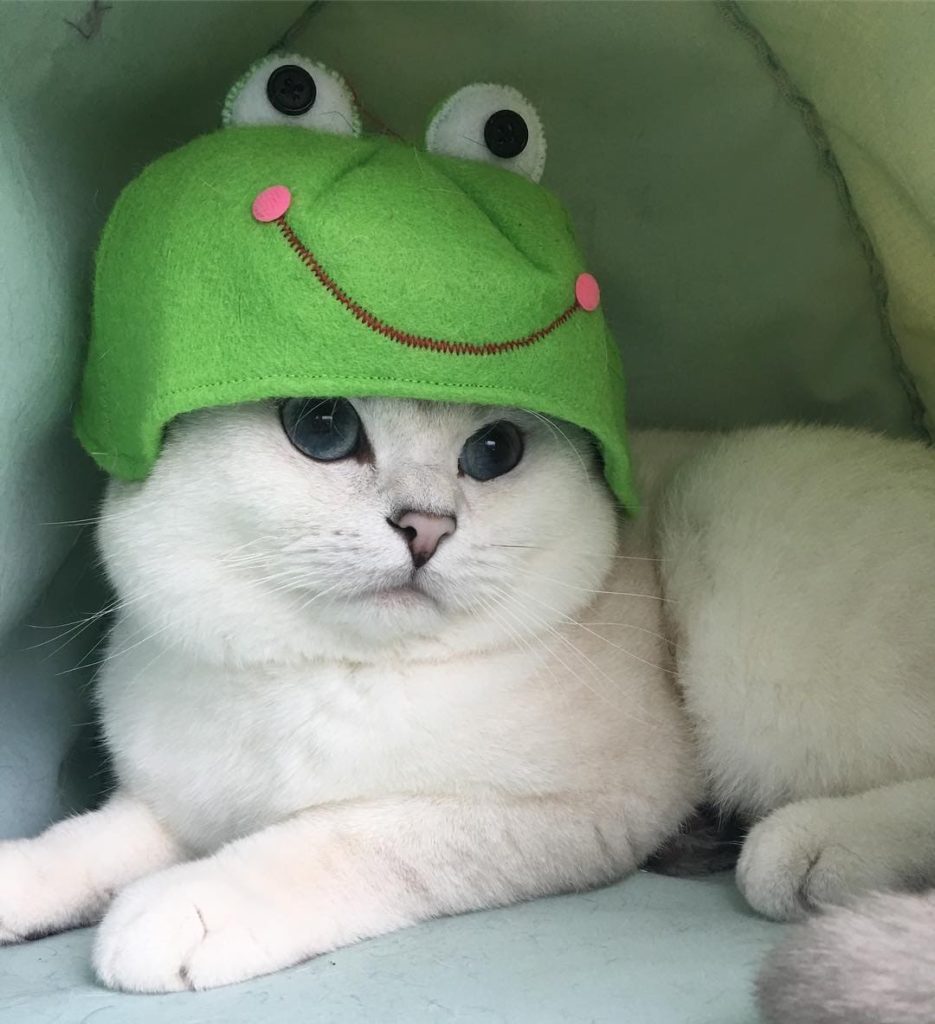 Chat dans un chapeau