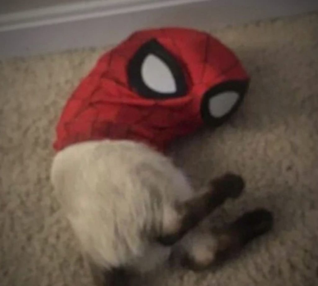Кот человек паук