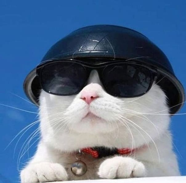 Gato con gafas negras y sombrero.
