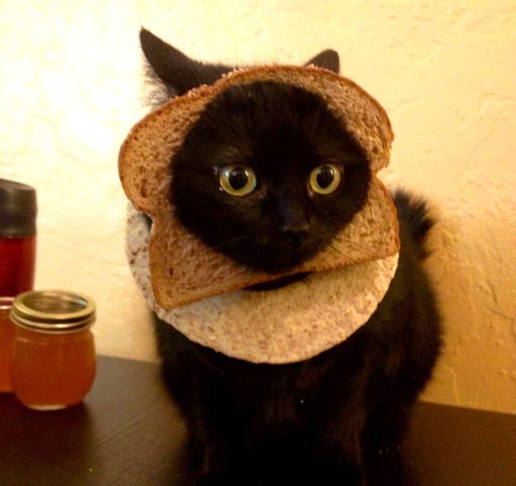 Katze mit Brot auf dem Kopf