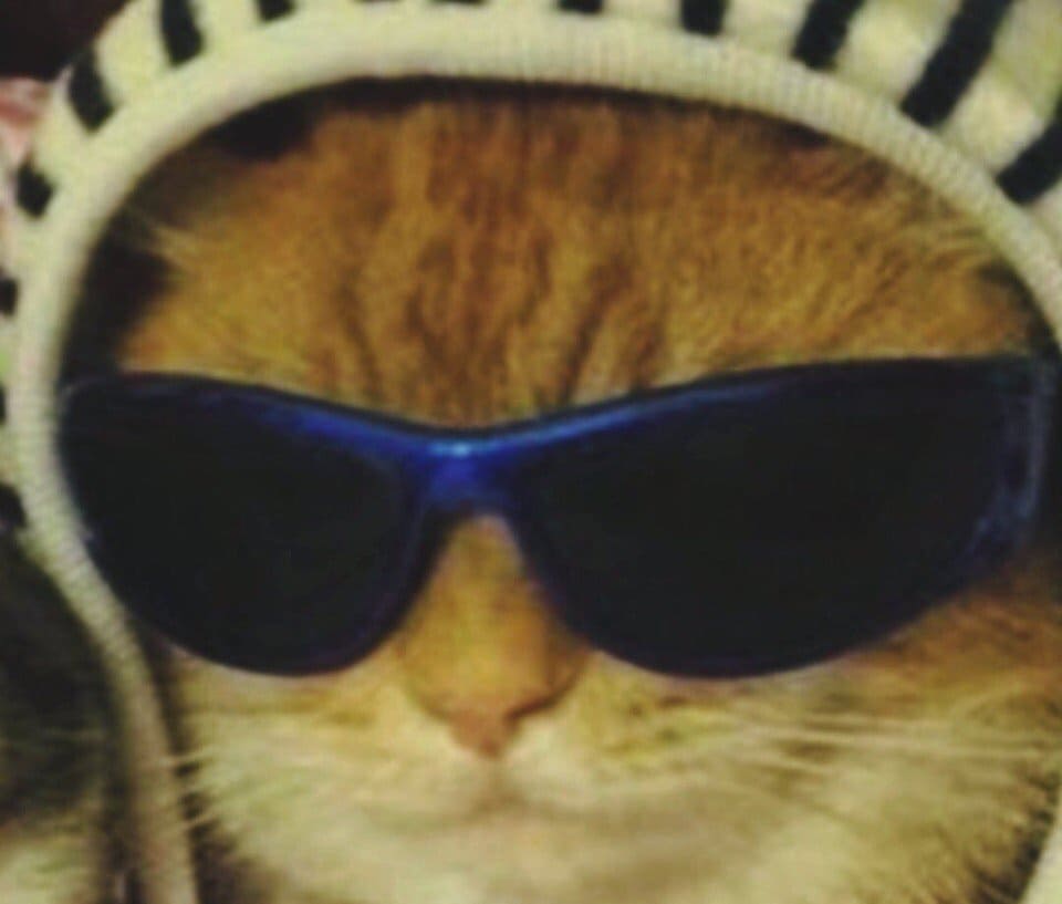 chat en lunettes de soleil