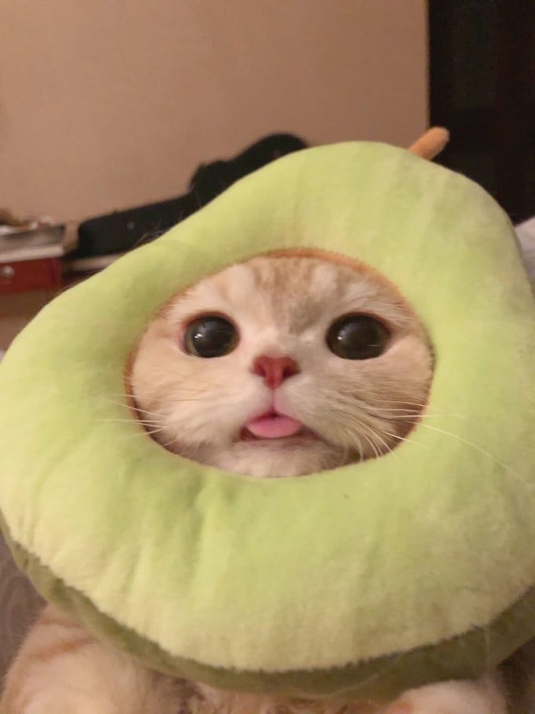 Кот авокадо