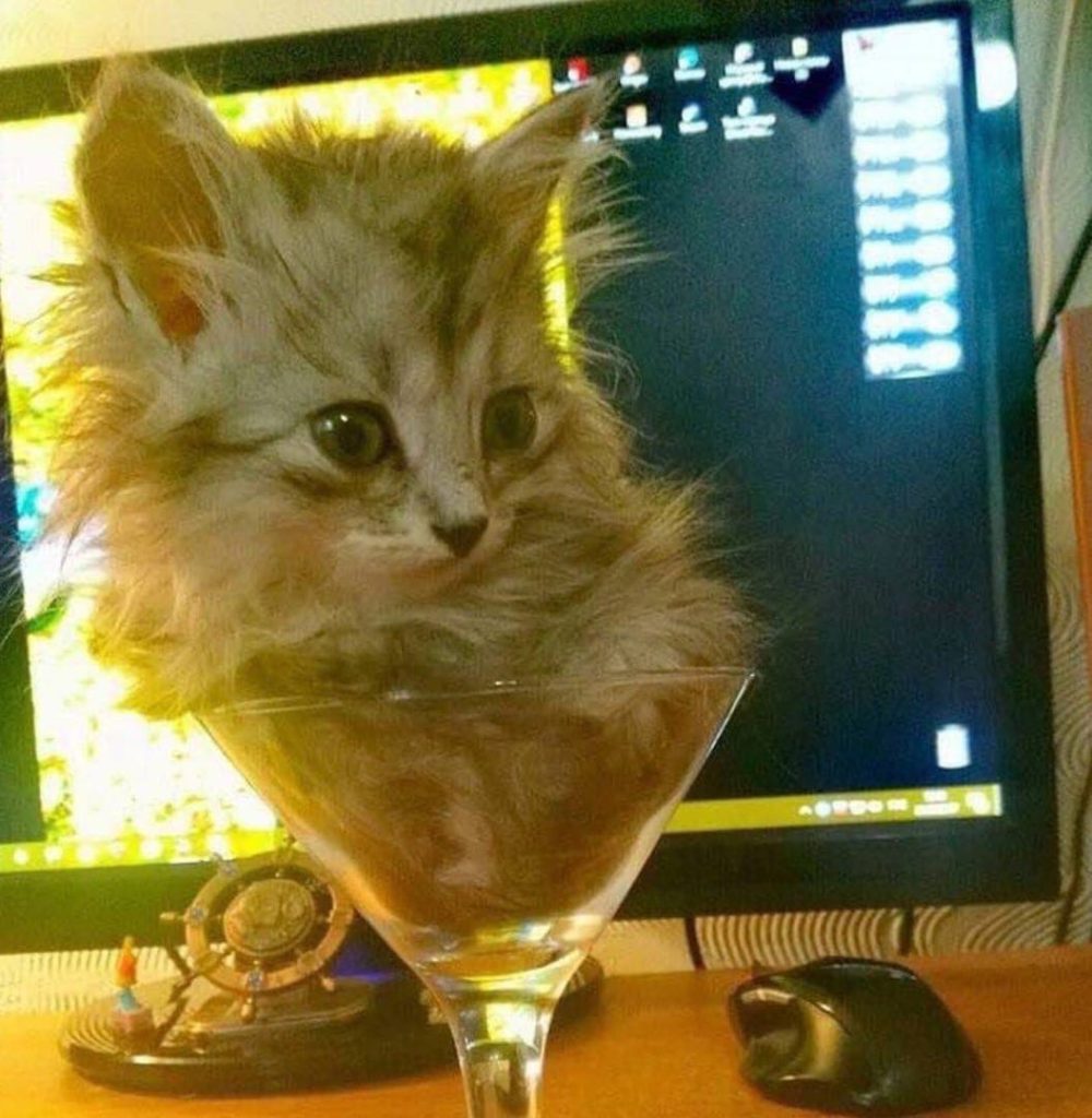 chat dans un verre