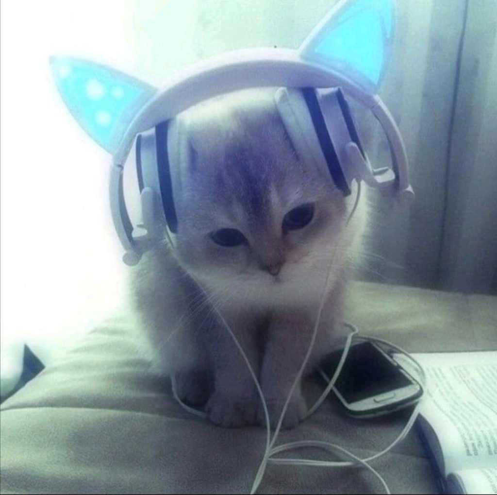 Katze mit Kopfhörern
