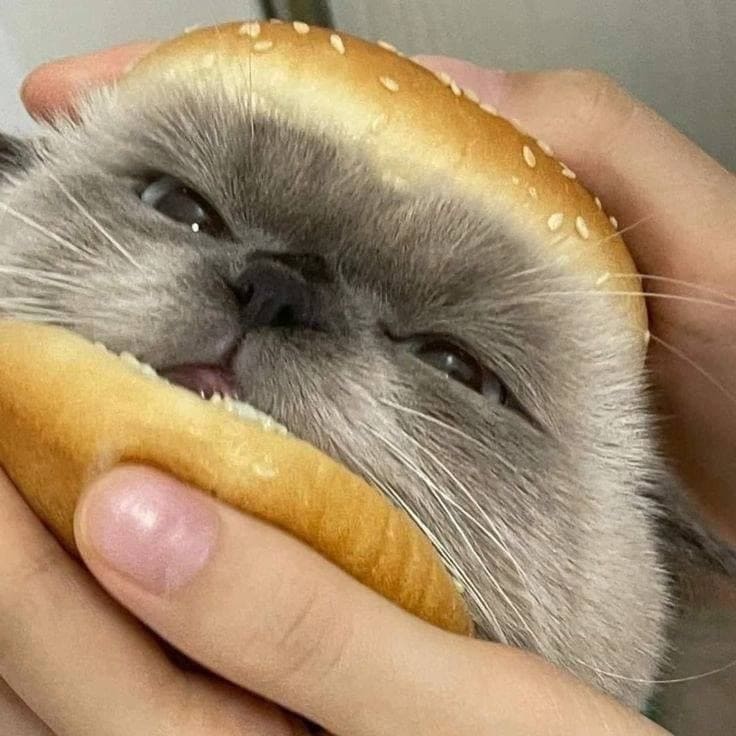 sándwich de gato