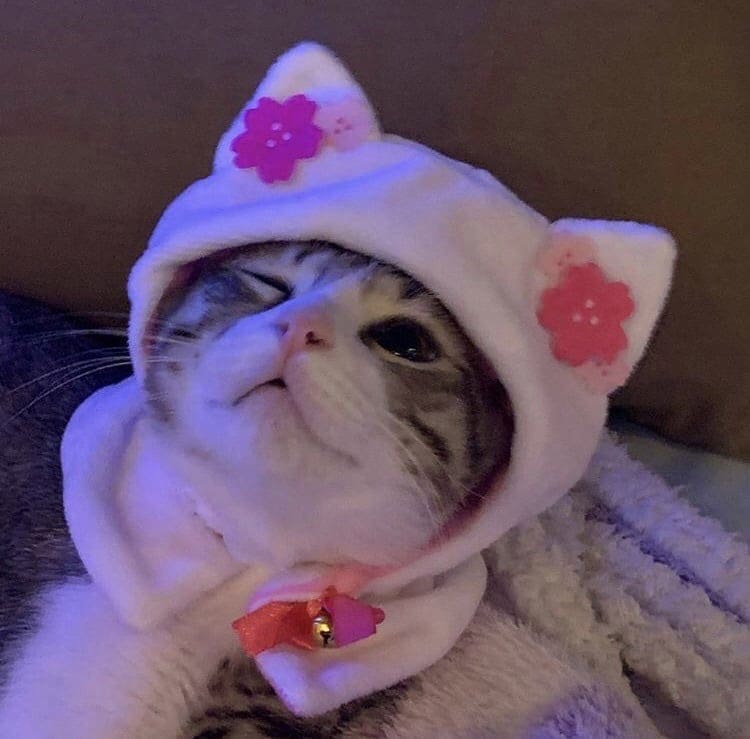 Süße Katze mit Hut