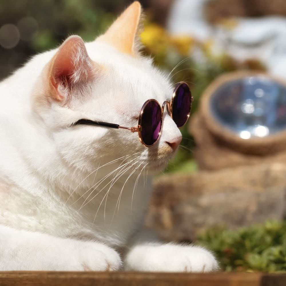 Katze mit runder Brille