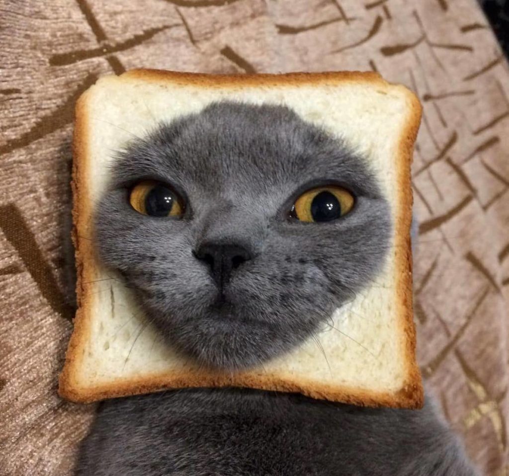 Кот хлеб