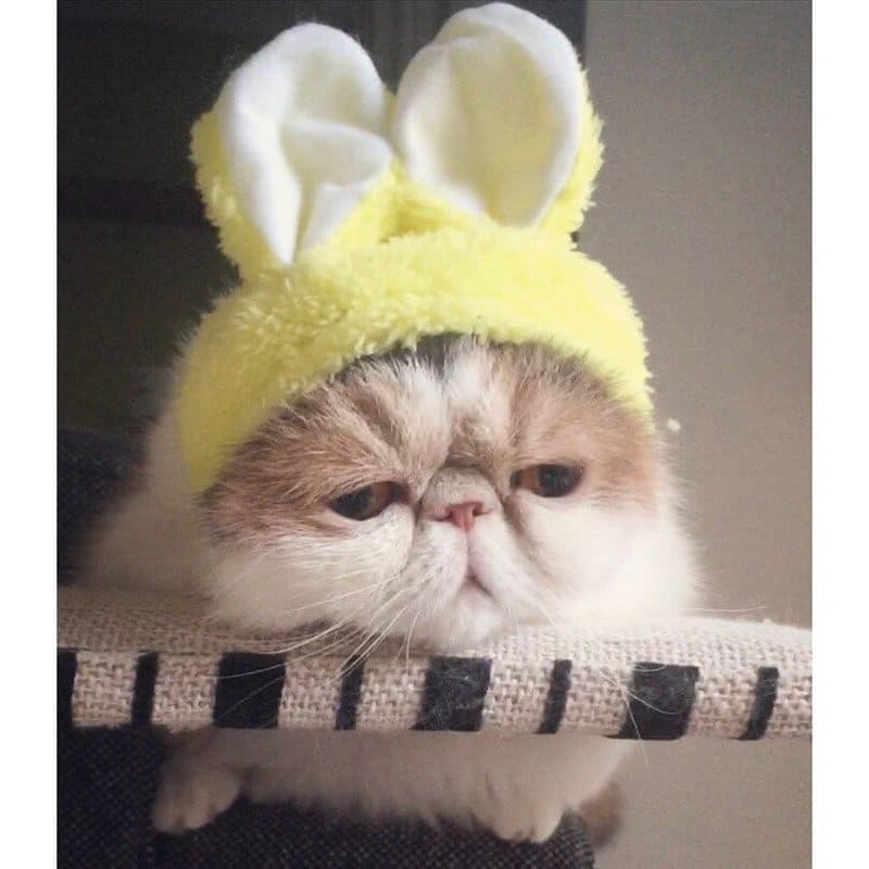 Traurige Katze in einem Hut mit Hasenohren