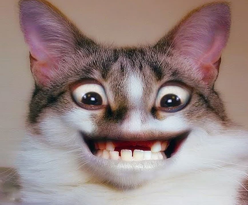 gatto senza denti