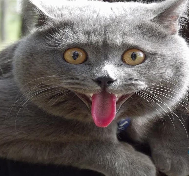 Katze streckt die Zunge heraus