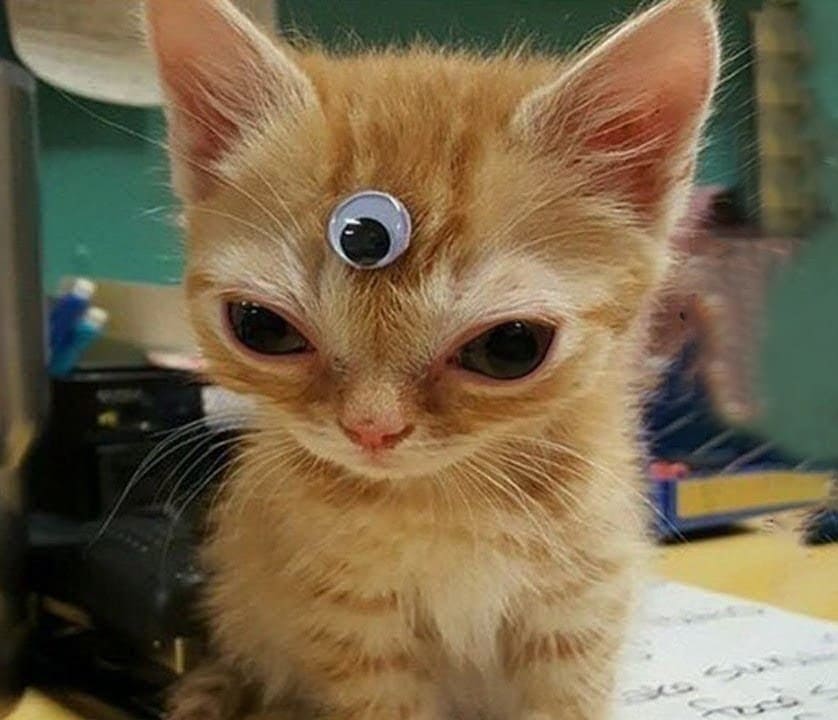 gato de três olhos