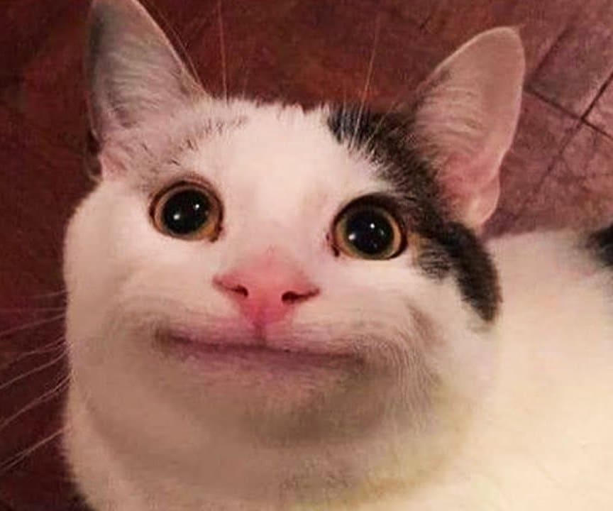 Funny cat with a smile