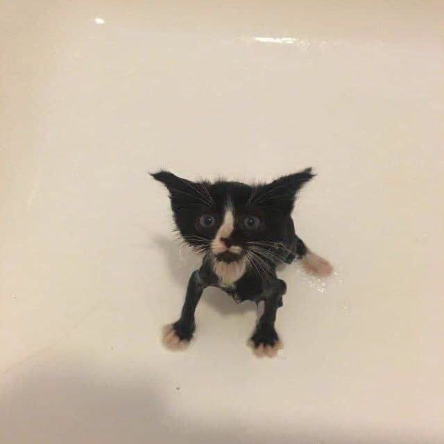 Кот в ванне с водой