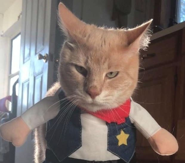 Funny cat in clothes