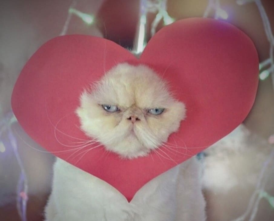cat with a heart