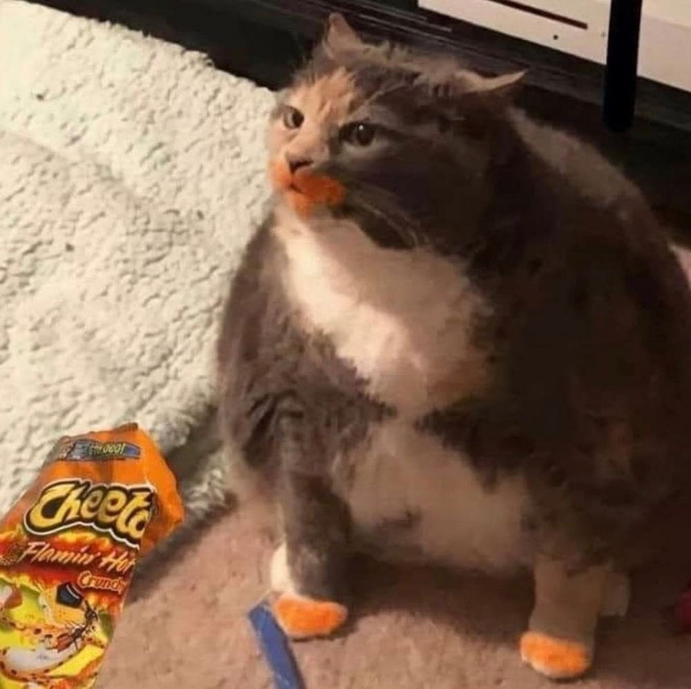 Le chat mange des Cheetos