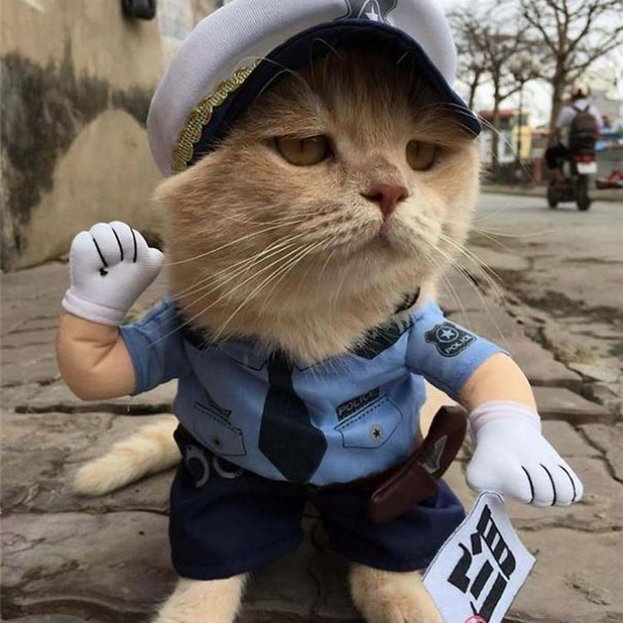 gatto della polizia