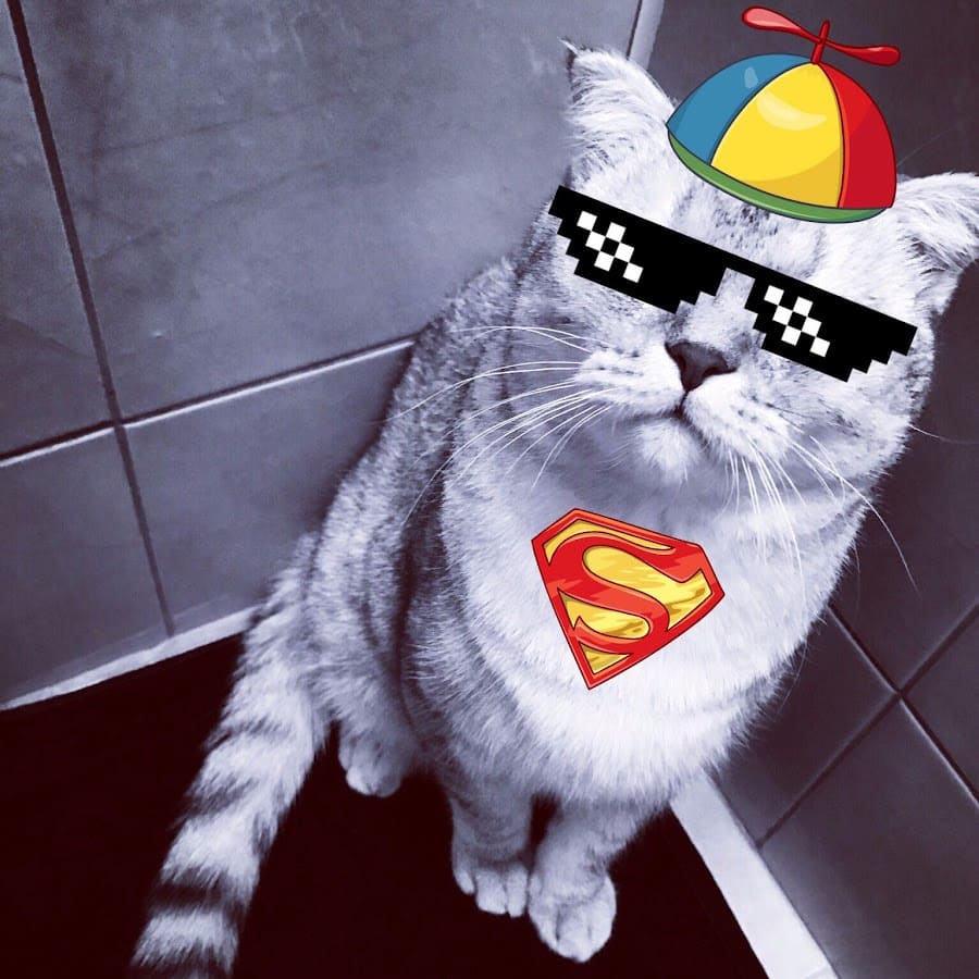 Gato superhéroe con gafas negras