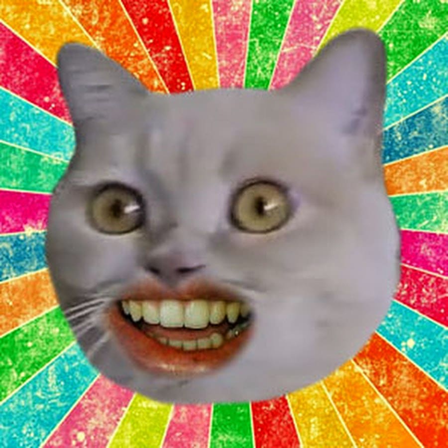 Cat with human teeth
