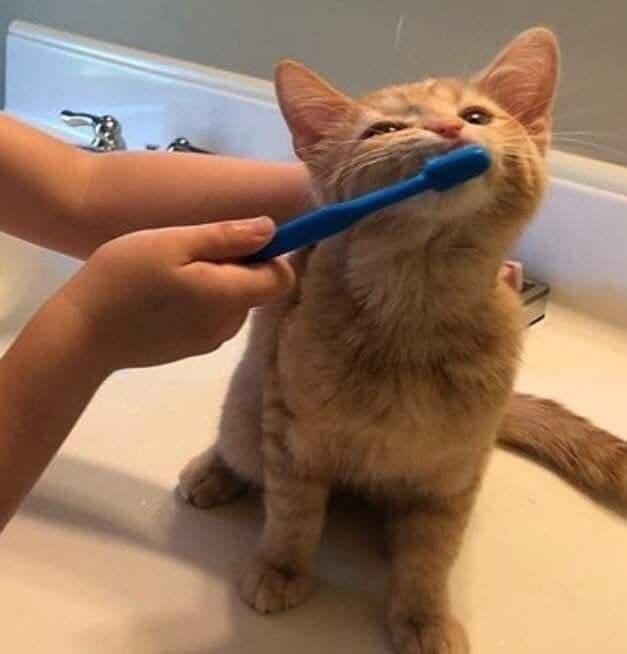 Коту чистят зубы
