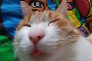 Fotos de perfil gatos meme