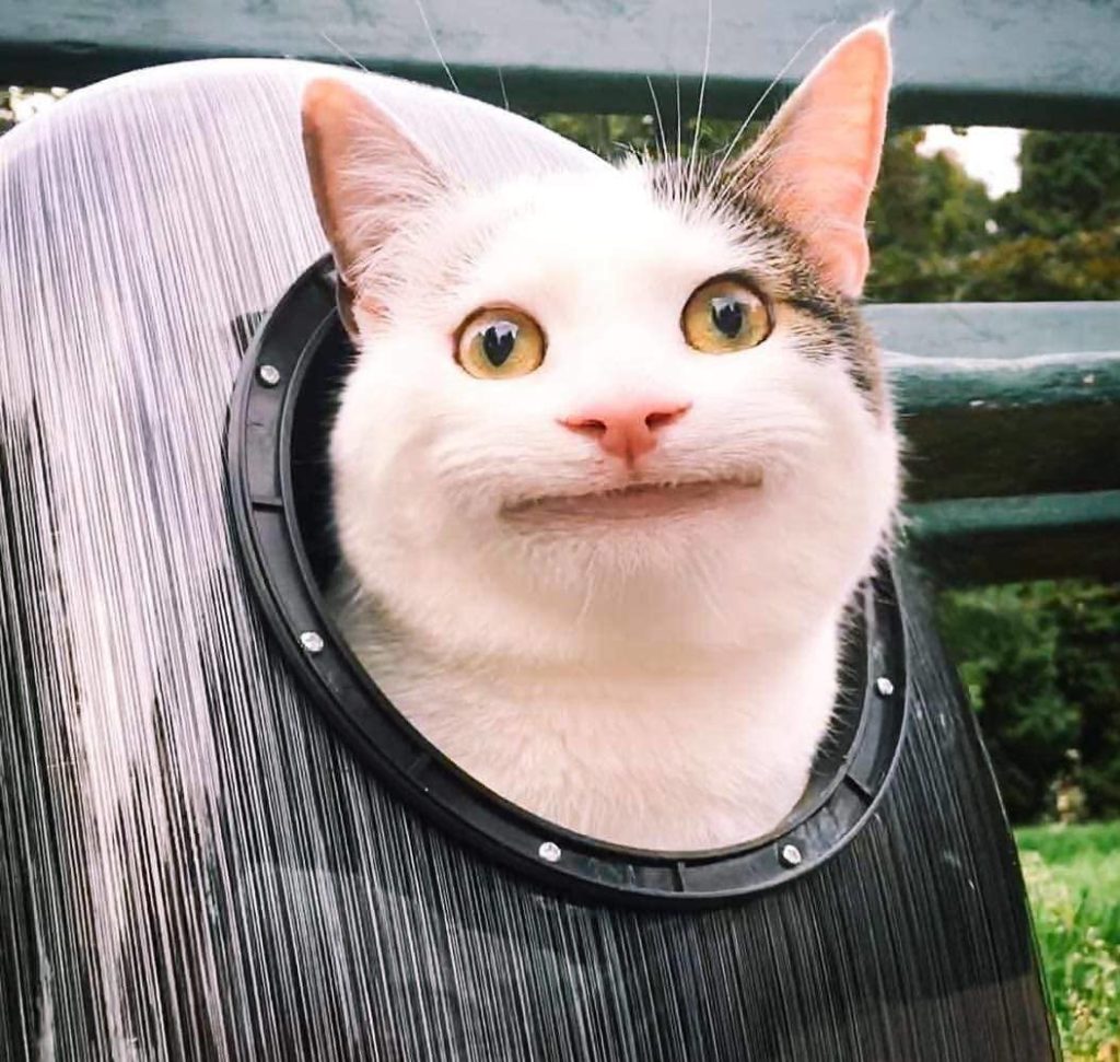 Cat with a funny smile